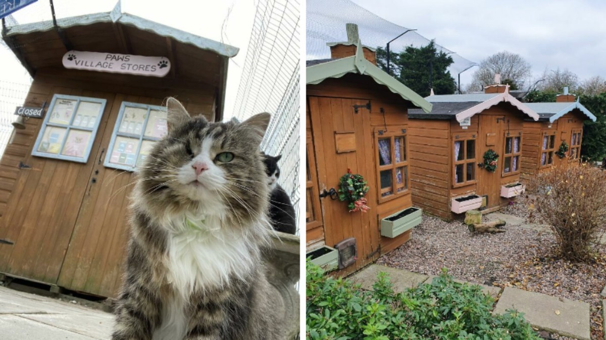 "У них есть даже особняк" — Появилось видео, как выглядит дом престарелых для кошек