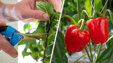 Эти 3 действия сделают урожай перцев богаче. Вам понадобятся садовые ножницы