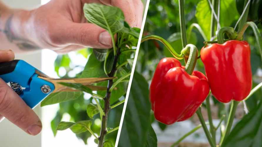 Эти 3 действия сделают урожай перцев богаче. Вам понадобятся садовые ножницы
