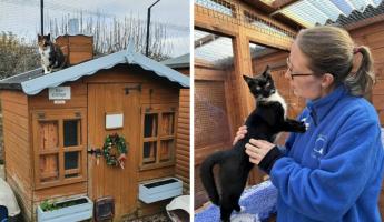 «У них есть даже особняк» — Появилось видео, как выглядит дом престарелых для кошек