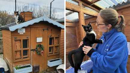 «У них есть даже особняк» — Появилось видео, как выглядит дом престарелых для кошек