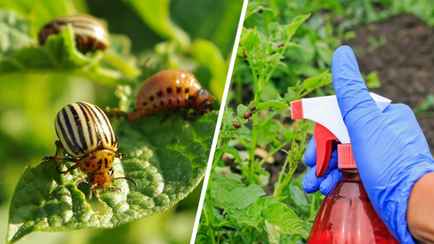 Как спасти картофель от жука без химии? Вот как можно использовать горчицу и крапиву