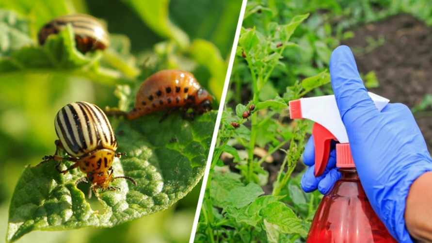 Как спасти картофель от жука без химии? Вот как можно использовать горчицу и крапиву