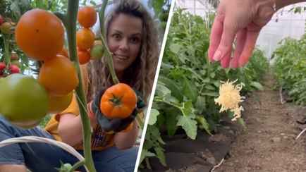 Эта подкормка для помидоров увеличит урожайность и не допустит фитофтороза. Что нужно для её приготовления?