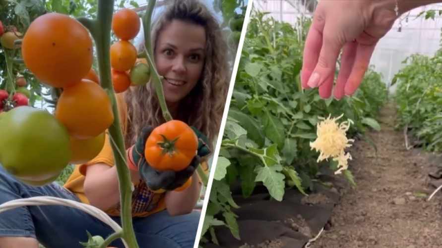 Эта подкормка для помидоров увеличит урожайность и не допустит фитофтороза. Что нужно для её приготовления?