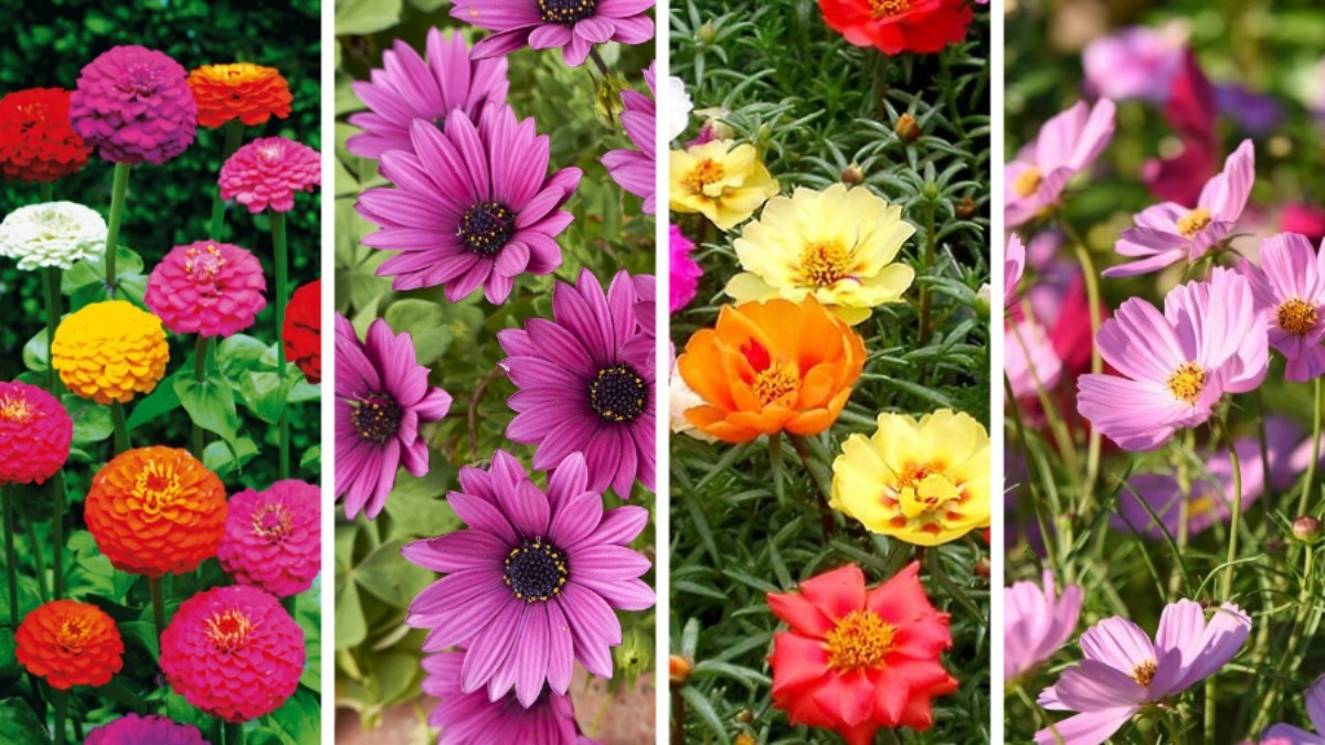 Какие цветы посеять белорусам в мае? Эти виды растений будут радовать до осени