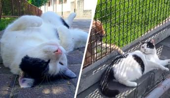 «Не просто кошка» — Гродненский зоопарк поделился трогательной историей о «помощнице управляющего»
