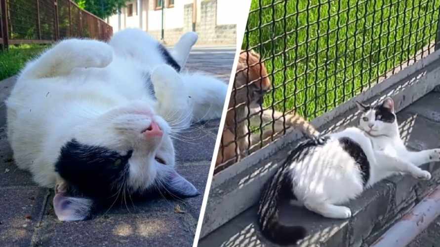 "Не просто кошка" - Гродненский зоопарк поделился трогательной историей о "помощнице управляющего"