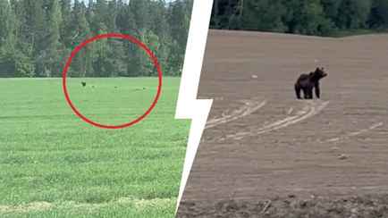 «Как теперь за грибами ходить?» — Белорусы заметили медведей у дороги под Минском