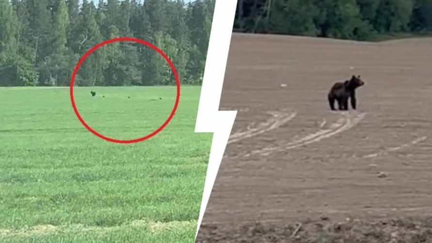 "Как теперь за грибами ходить?" - Белорусы заметили медведей у дороги под Минском