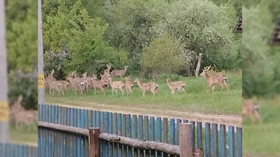 "И чем угощать таких красоток?" — Под Могилёвом ко двору частного дома пришли десятки оленей