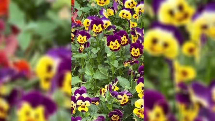 "Сатанютины глазки" - Видео со злобными цветами собрало почти миллион просмотров в TikTok