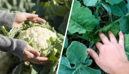 Почему не завязываются брокколи и цветная капуста? Вот что нужно делать, чтобы овощи дали богатый урожай