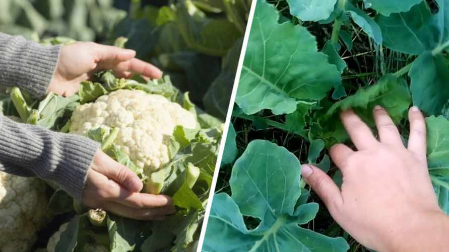 Почему не завязываются брокколи и цветная капуста? Вот что нужно делать, чтобы овощи дали богатый урожай
