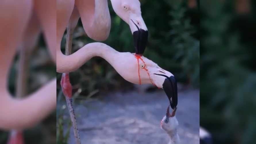 "Я не понимаю, его кровью поят?" - Видео с кормлением птенца фламинго шокировало пользователей соцсети Х