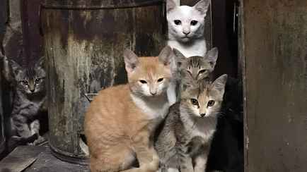 Этот тест пройдут только самые внимательные. Сможете найти шестого кота за 10 секунд?