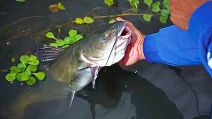 Штраф до 1200 рублей. В Беларуси запретили лов сома. Надолго?
