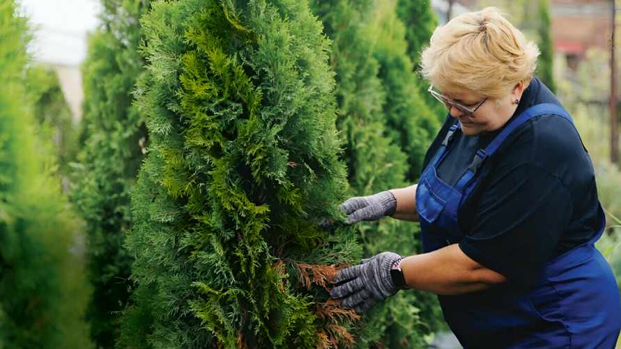 Туя начала желтеть и сохнуть? Эти советы и рекомендации помогут спасти растения от гибели