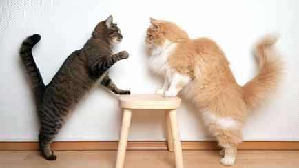 Две кошки лучше одной? Вот что нужно узнать, прежде чем завести вторую