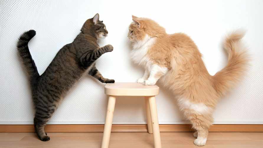 Две кошки лучше одной? Вот что нужно узнать, прежде чем завести вторую