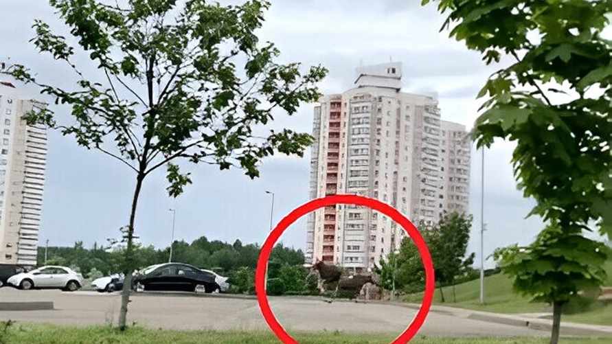 "Чьи бывшие потерялись?" — На видео сняли лосей в центре Гродно и Минска