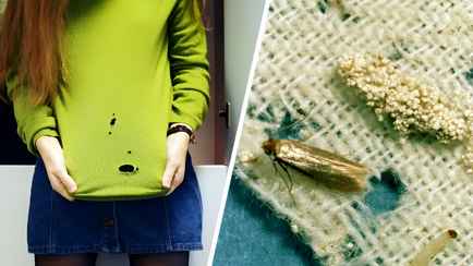 Устали от надоедливой моли? Этот простой и дешёвый способ раз и навсегда избавит вас от вредителей в шкафу