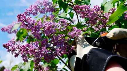 Как продлить жизнь букета сирени? Попробуйте этот лайфхах с кипятком