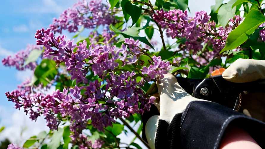 Как продлить жизнь букета сирени? Попробуйте этот лайфхах с кипятком