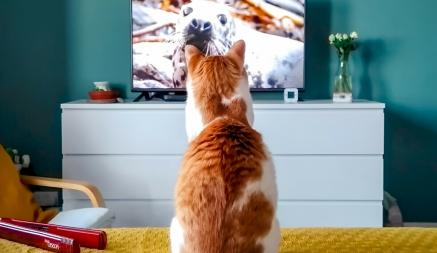 Могут ли кошки смотреть телевизор? Вот что их увлекает на самом деле