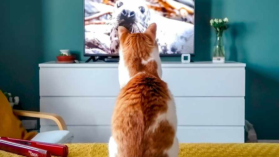 Могут ли кошки смотреть телевизор? Вот что их увлекает на самом деле