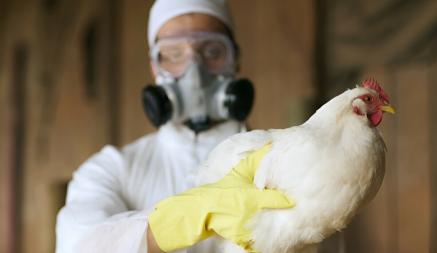 Как защитить кур от птичьего гриппа на вашем участке? Эти советы помогут избежать эпидемий
