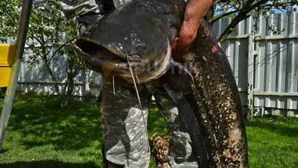 Поймали «монстра». На Витебщине рыбаки выловили сома весом более 22 кг