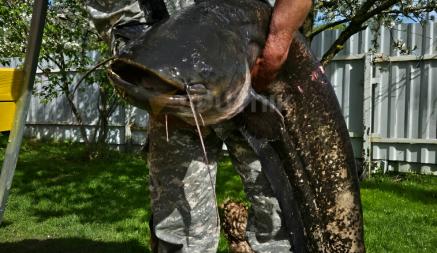 Поймали «монстра». На Витебщине рыбаки выловили сома весом более 22 кг