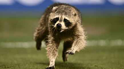 В США во время футбольного матча охранники почти 3 минуты гонялись за енотом