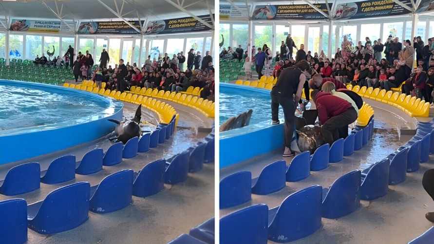 "Когда уже запретят эти издевательства?" — Видео со спасением дельфина в Минске собрало больше 20 млн просмотров
