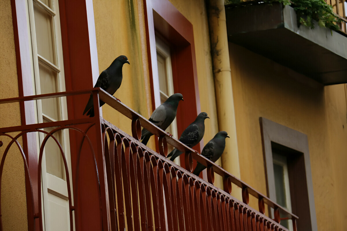 Как "выселить" голубей с балкона? Этот цвет поможет отпугнуть их