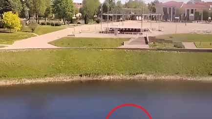 «Ничего необычного»  — Очевидцы сняли на видео лося, который плыл в самом центре Орши