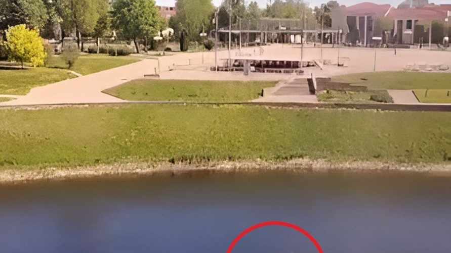 "Ничего необычного" — Очевидцы сняли на видео лося, который плыл в самом центре Орши