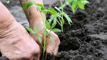 Помидоры переросли и сильно вытянулись? Вот как их правильно высадить, чтобы окрепли и дали богатый урожай