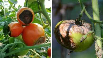 Эти 8 болезней могут убить урожай помидоров. Как это предотвратить и вылечить растения?