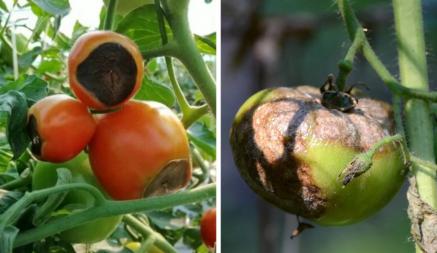 Эти 8 болезней могут убить урожай помидоров. Как это предотвратить и вылечить растения?