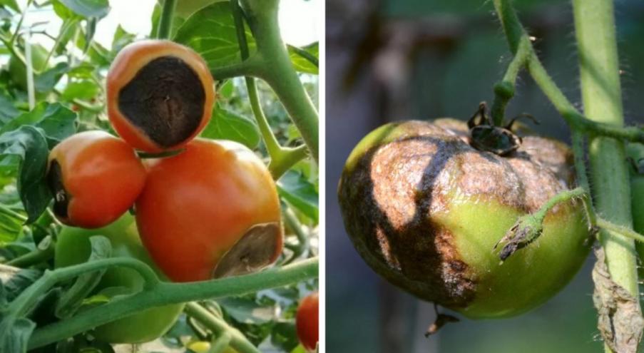 Болезни томатов могут быть вызваны различными возбудителями, включая