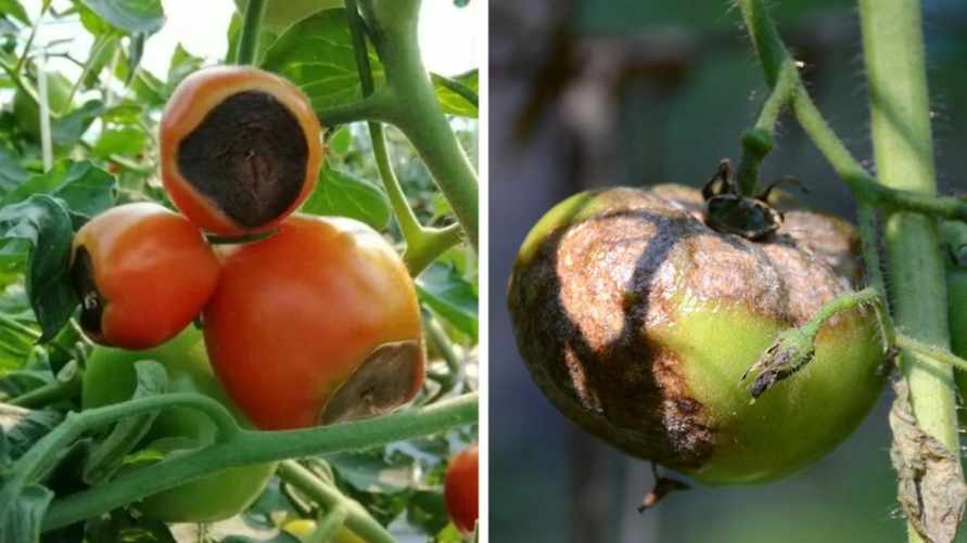 Эти 8 болезней могут убить урожай помидоров. Как это предотвратить и вылечить растения?