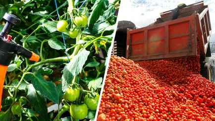 Помидоры будут крупными, здоровыми и сочными. Как приготовить спрей из аспирина?