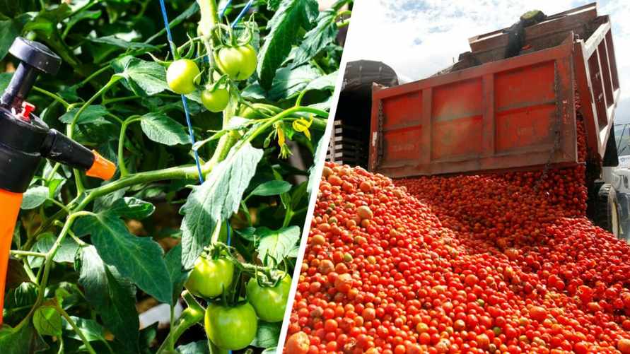 Помидоры будут крупными, здоровыми и сочными. Как приготовить спрей из аспирина?