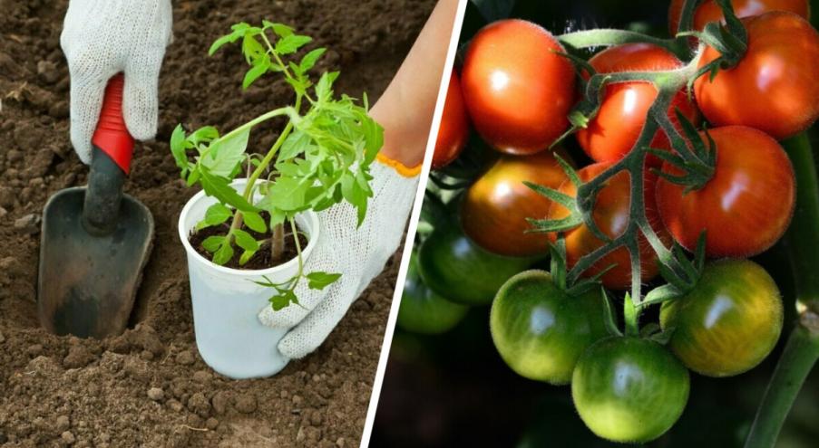 Когда высаживать помидоры в грунт? Выращивание томатов на