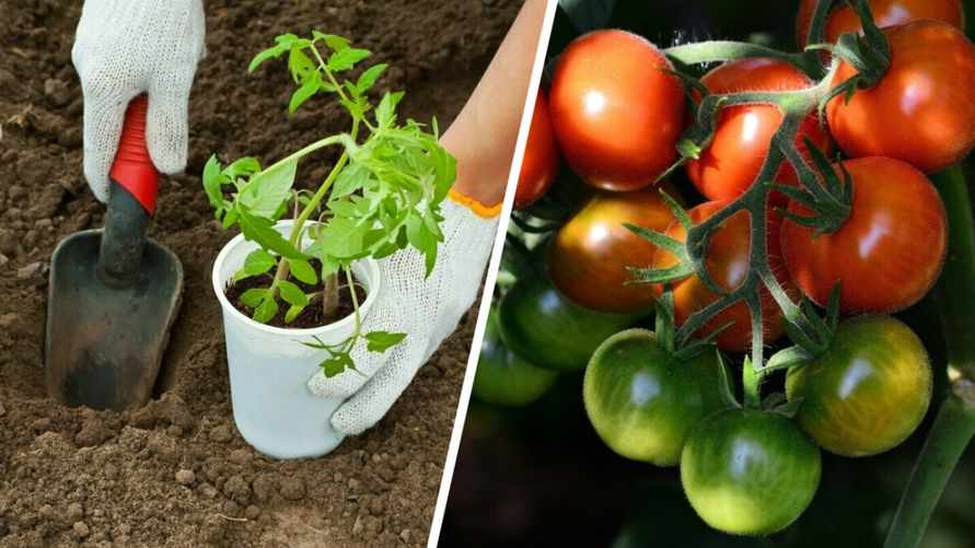 Положите под корень при посадке помидоров это. Большой урожай обеспечен