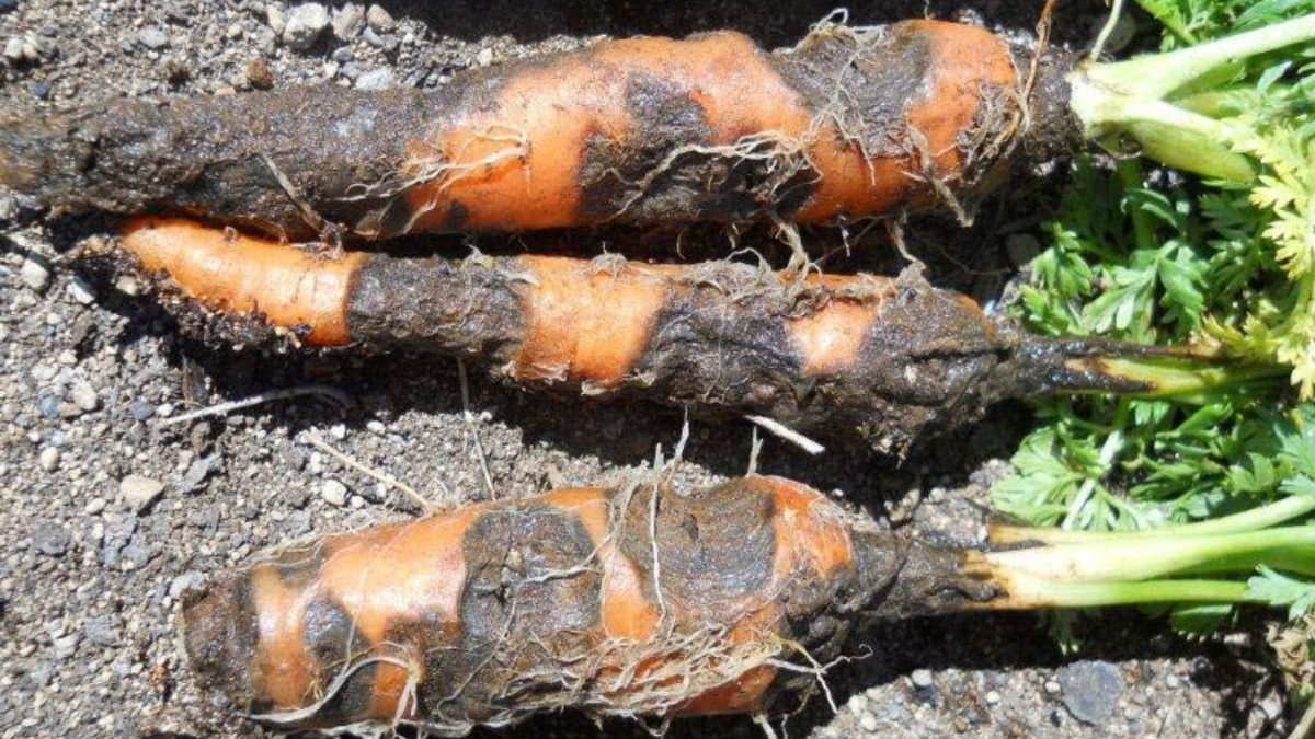 Как спасти морковь от болезней? Полейте её этим проверенным раствором