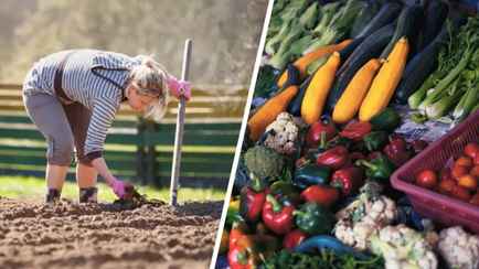 Что нужно посадить на огороде в мае и июне? Эти простые советы помогут получить богатый урожай овощей и зелени