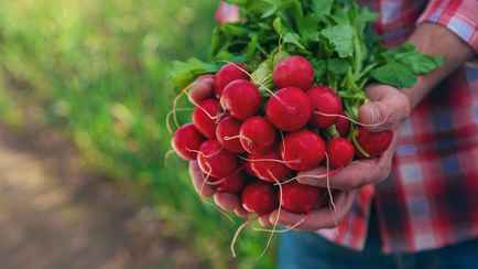 Почему у редиса растут только листья? Избегайте этих ошибок при посеве. А как исправить?
